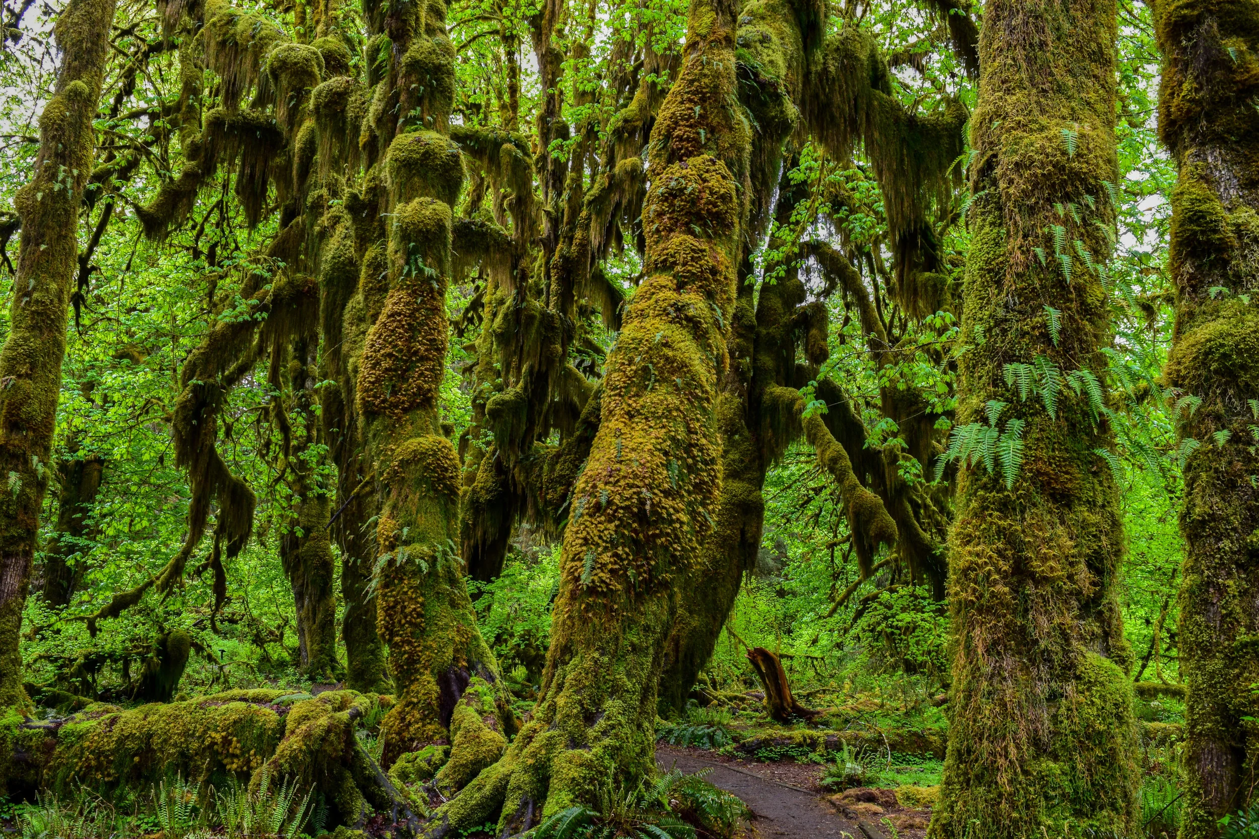 Group Tours | Olympic Hiking Co.
